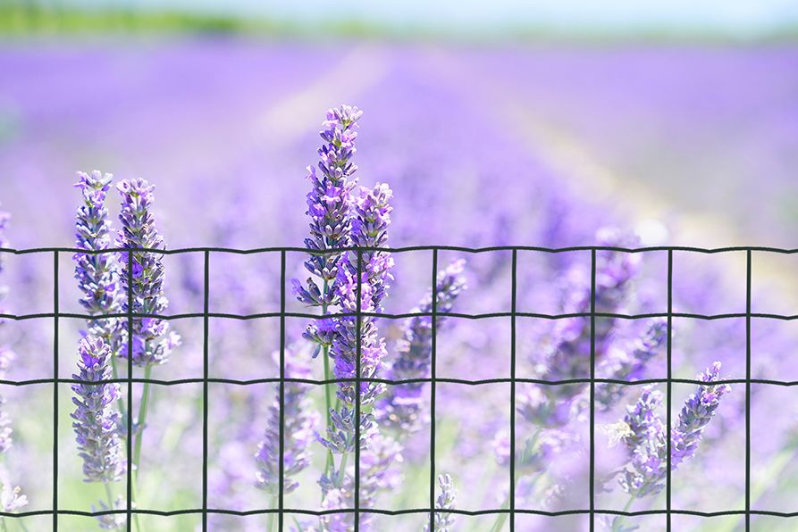 Malla metálica Jarditor campo de lavanda