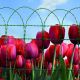 Floritor tulipanes