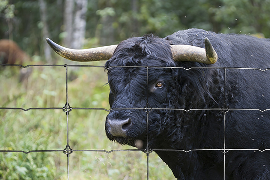 Prodalam - 👩‍🌾La malla ganadera tiene gran resistencia