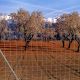 malla soldada progresiva en campo de almendros